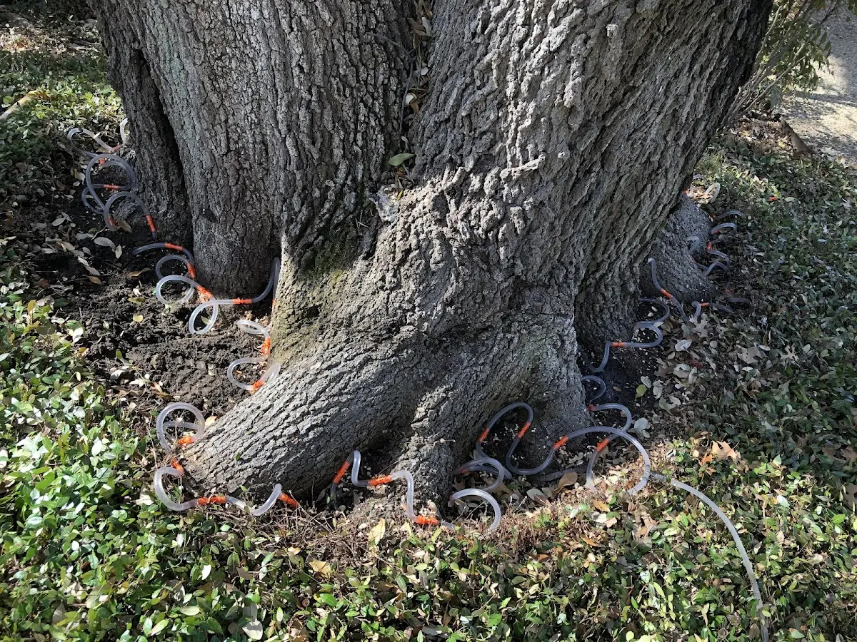Detailed Tree Cabling and Bracing job site in Collinsville
