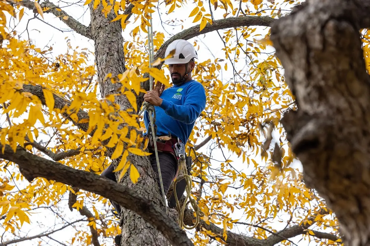 Skilled Tree Planting crew working in Collinsville