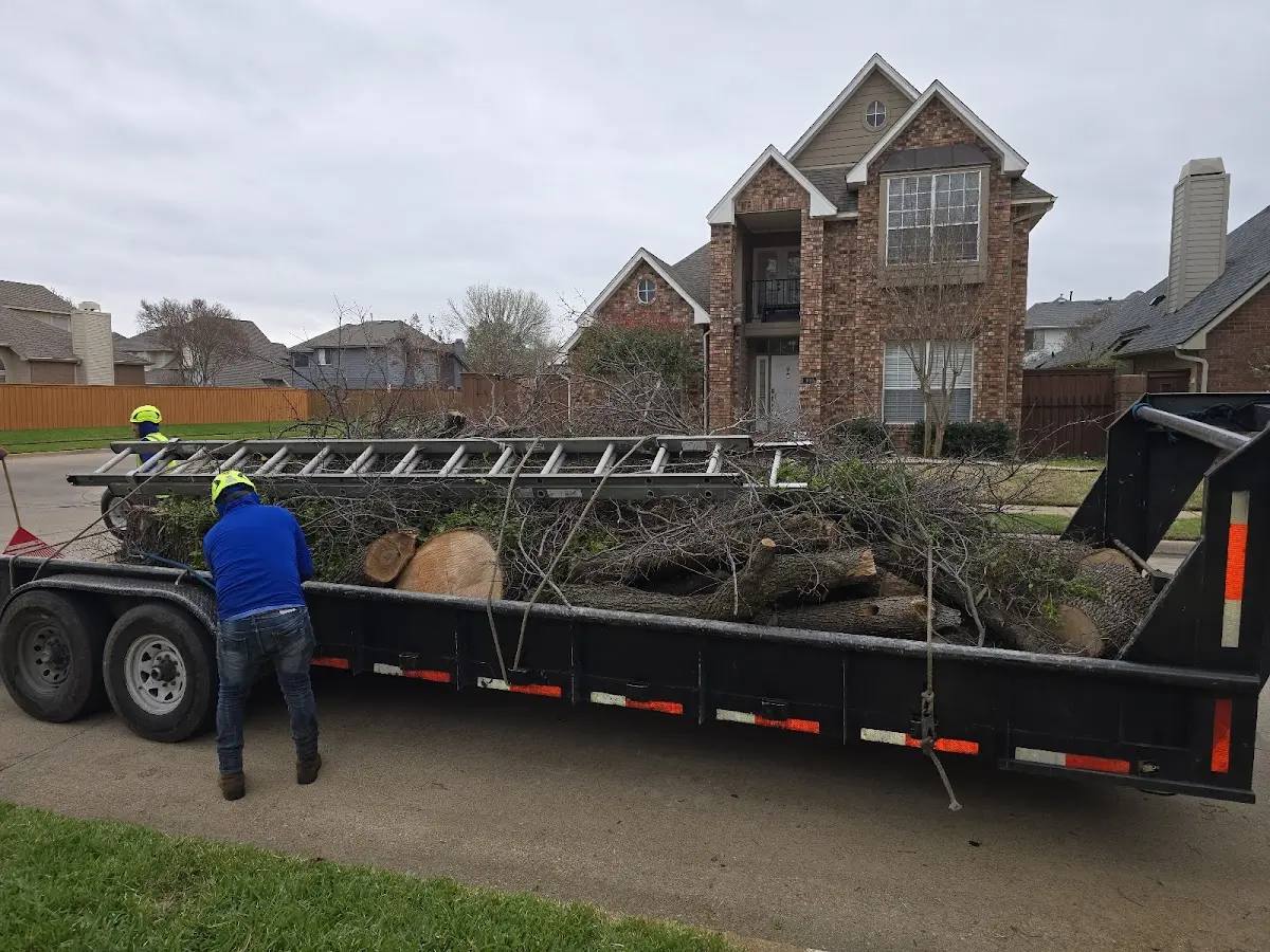 Expert Tree Pest Control with proper safety equipment in Collinsville